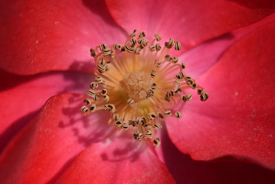 Close-up of flower head