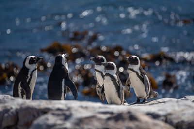 View of birds on beach