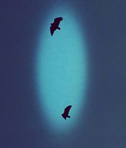 Low angle view of kite flying in sky