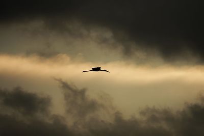 Low angle view of silhouette bird flying in sky