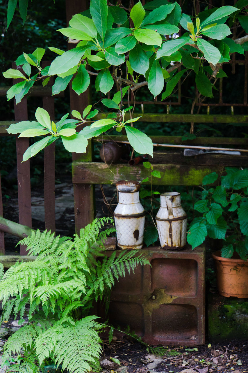 PLANTS GROWING IN YARD