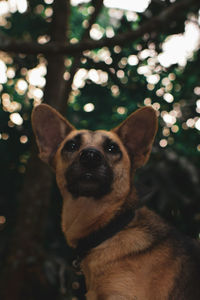 Close-up portrait of a dog