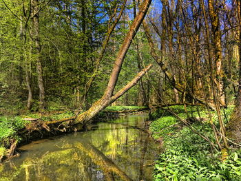 Scenic view of lake in forest