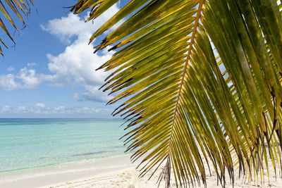 Palm tree by sea against sky