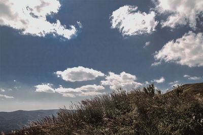 Low angle view of trees against sky