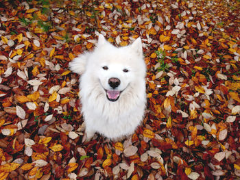 High angle view of dog on dry leaves during autumn