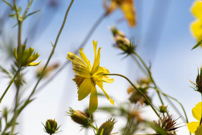 Close-up of yellow flowering plants against sky