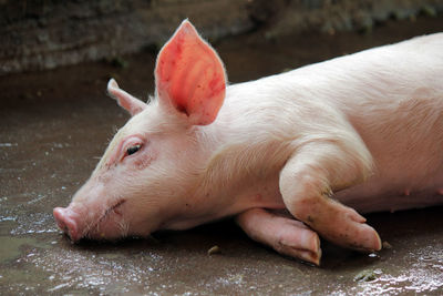 Small pigs in the stable are eating and growing. to send to the slaughterhouse