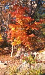 Trees in forest