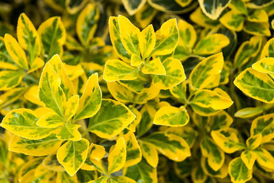 Full frame shot of leaves growing outdoors