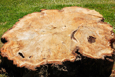 Close-up of tree on field