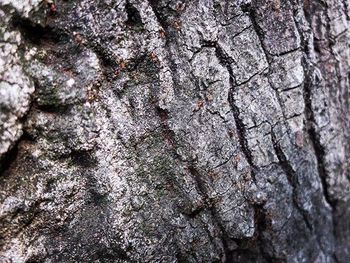 Full frame shot of tree trunk