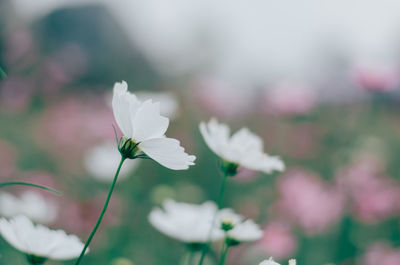 Close-up of pink flowering plant