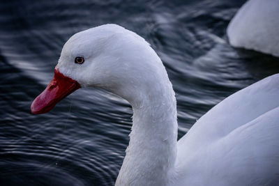 Close-up of swan swimming in lake