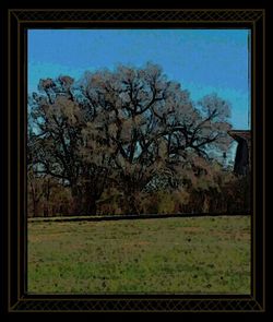 Bare trees on field against cloudy sky