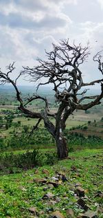 Bare tree on field against sky