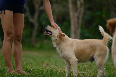 View of a dog standing on field