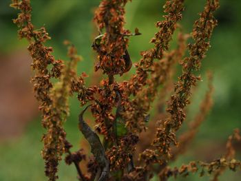 Close-up of flowering plants on field