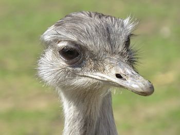Close-up of ostrich outdoors