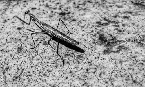 Close-up of grasshopper