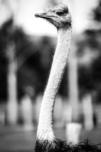 Close-up of ostrich