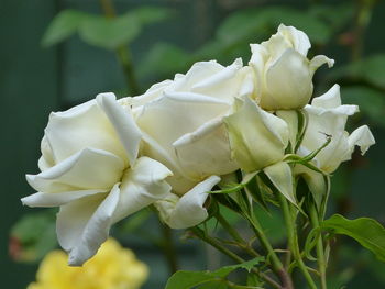 Close-up of white rose