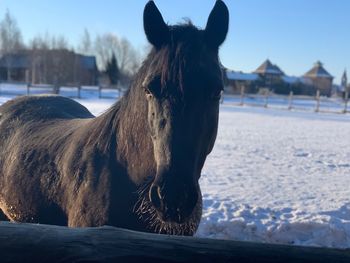 Horse on snow covered field against sky