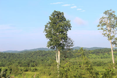 Tree on field against sky