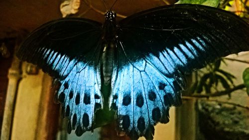 Close-up of peacock