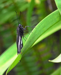 Close-up of butterfly on leaf