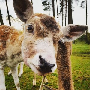 Close-up portrait of sheep on field