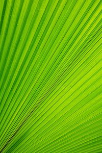 Full frame shot of green leaves