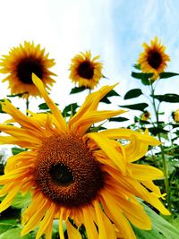 Close-up of sunflowers blooming against sky