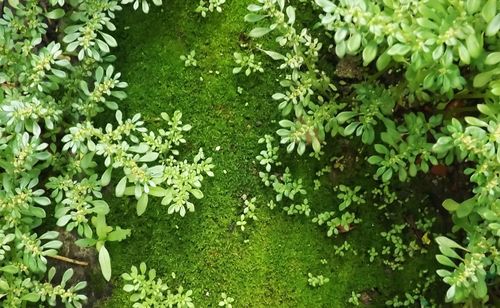 Close-up of plants