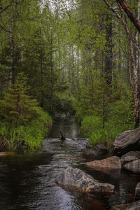 View of stream in forest
