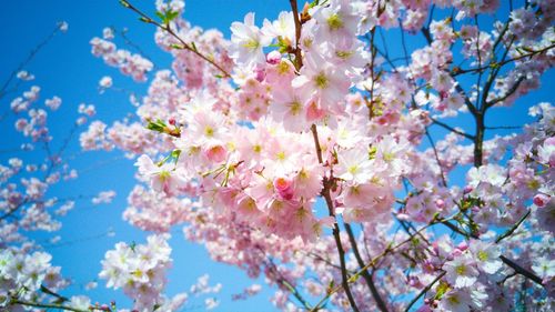 Low angle view of pink flowers growing on tree against sky