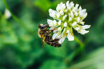 Close-up of bee pollinating on flower