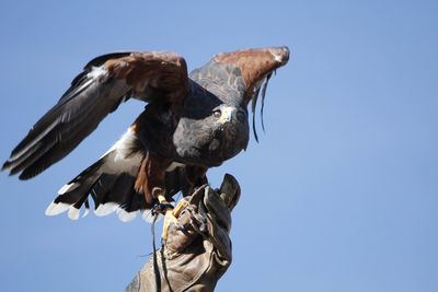 Cropped hand of person holding falcon against clear sky