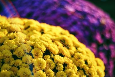 Close-up of yellow flowers