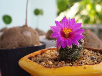 Close-up of purple flower on potted plant