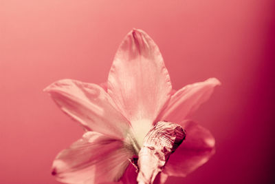 Close-up of flower against blurred background