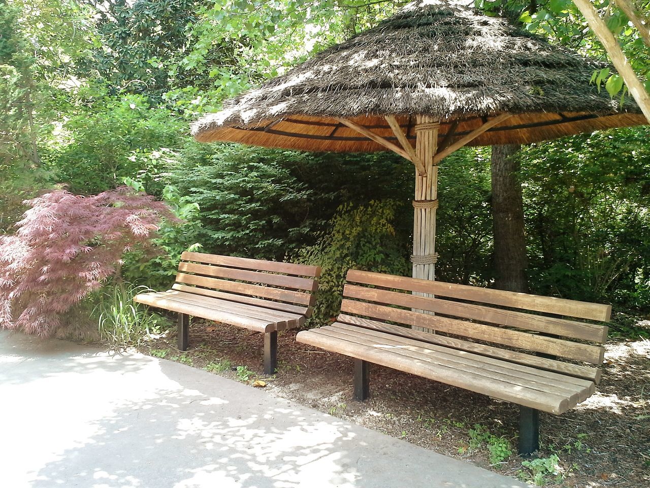 bench, tree, chair, wood - material, empty, absence, park bench, park - man made space, seat, tranquility, table, growth, wooden, nature, day, relaxation, outdoors, front or back yard, sunlight, plant