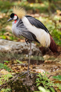 Close-up of bird