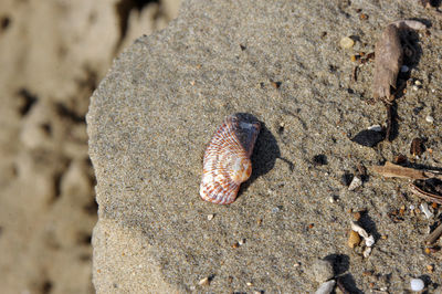 High angle view of shell on rock