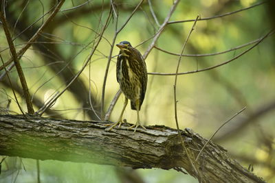 Low angle view of bird perching on branch