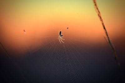 Close-up of silhouette spider on web against sky during sunset