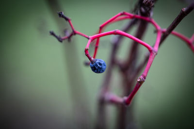 macro photography