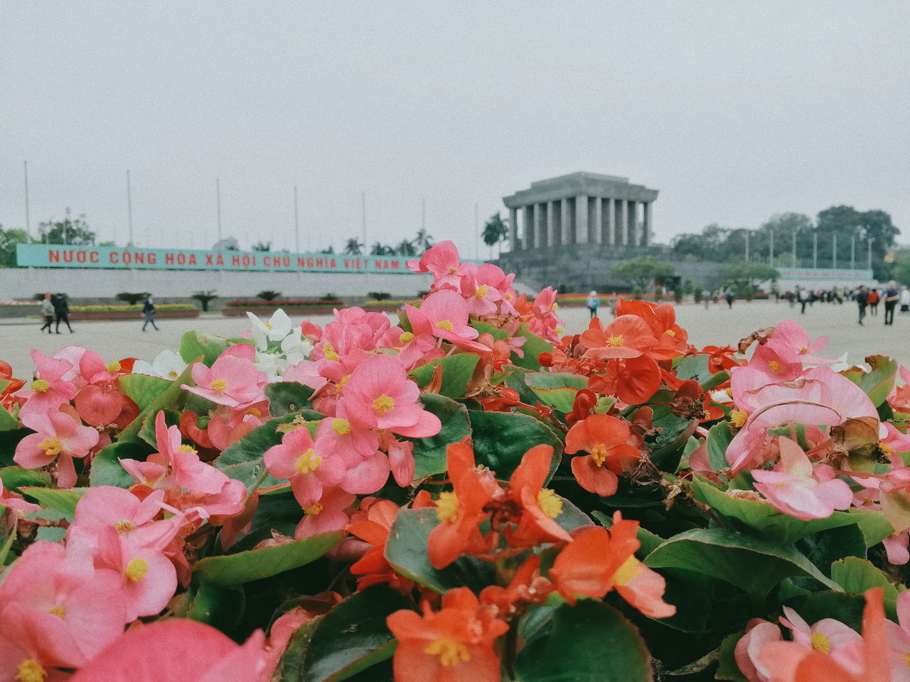 CLOSE-UP OF PINK FLOWERING PLANTS BY WATER