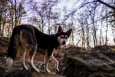 Dog in park against sky
