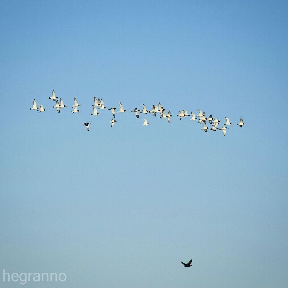 flying, bird, animal themes, animals in the wild, low angle view, wildlife, flock of birds, mid-air, clear sky, copy space, spread wings, blue, medium group of animals, migrating, freedom, nature, silhouette, motion, sky